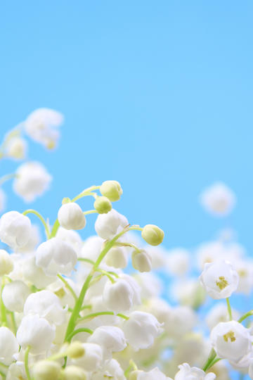 华为 电子茅台