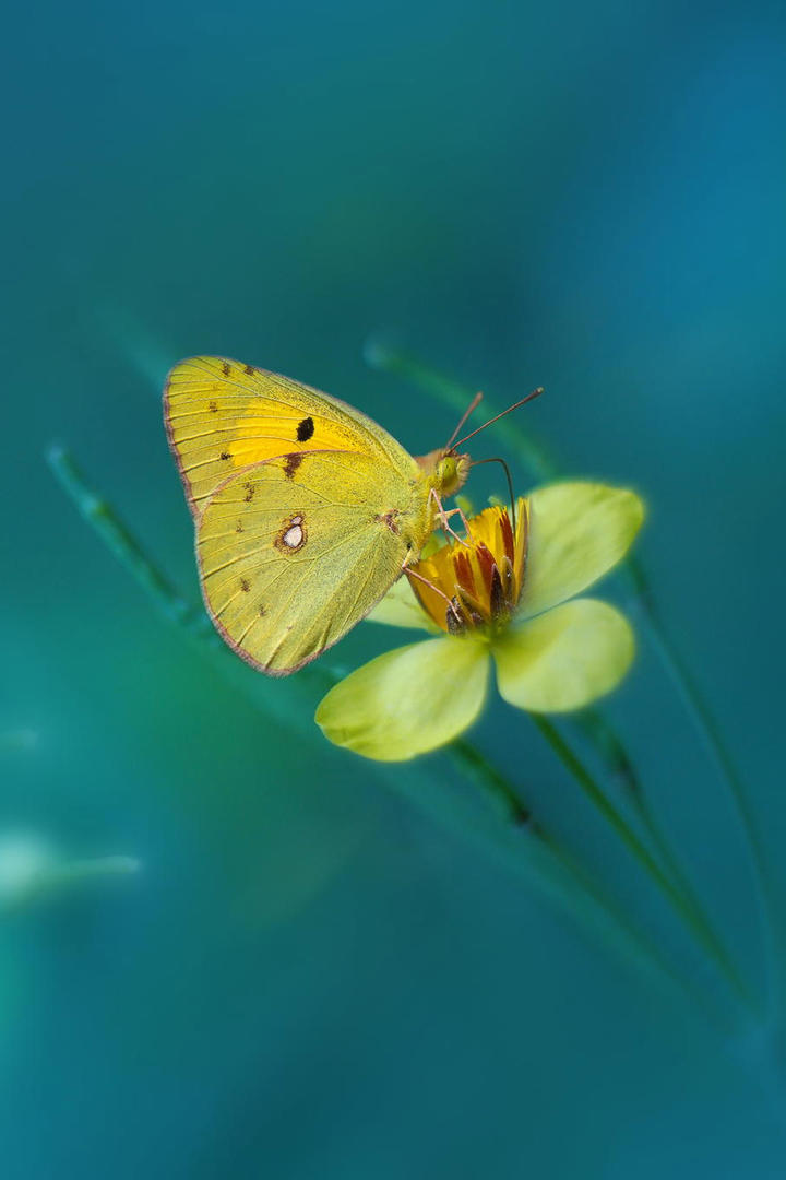 潘展乐抢陈芋汐手机